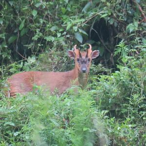 Reeves's muntjac (Muntiacus reevesi)