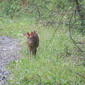 Reeves's muntjac (Muntiacus reevesi)