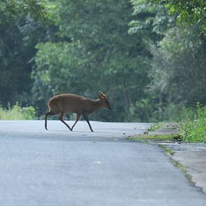 Reeves's muntjac (Muntiacus reevesi)