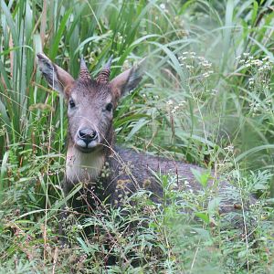 Chinese goral (Nemorhaedus griseus)