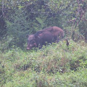 Wild boar (Sus scrofa)