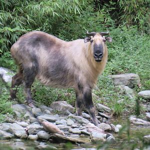 Sichuan takin (Budorcas taxicolor tibetana)