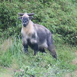 Sichuan takin (Budorcas taxicolor tibetana)