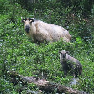Sichuan takin (Budorcas taxicolor tibetana)