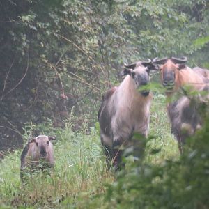 Sichuan takin (Budorcas taxicolor tibetana)