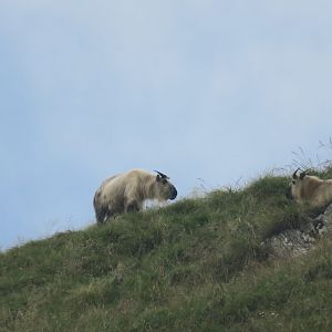 Sichuan takin (Budorcas taxicolor tibetana)