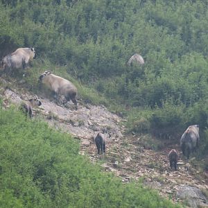 Sichuan takin (Budorcas taxicolor tibetana)