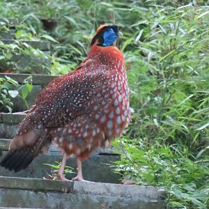 Temminck's tragopan (Tragopan temminckii) male