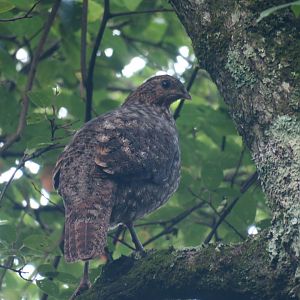 Temminck's tragopan (Tragopan temminckii) female