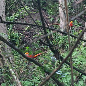 Chinese pheasant (Chrysolophus pictus)