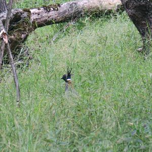 Koklass (Pucrasia macrolopha)