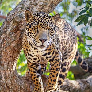 Jaguar