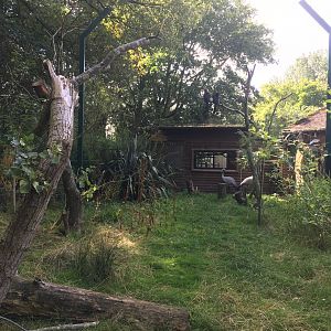 Black-casqued hornbill and Stanley crane enclosure 040817
