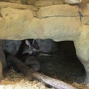 Aardvarks 040817