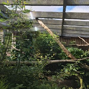 Red-sided eclectus aviary 040817