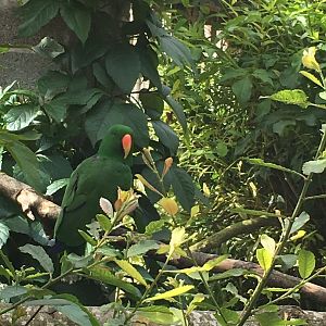Red-sided eclectus 040817