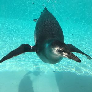 Magellanic penguin 040817