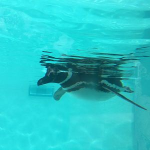 Magellanic penguin 040817