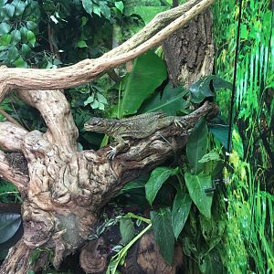 Philippine sailfin lizard? 040817