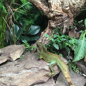 Asian water dragon 040817