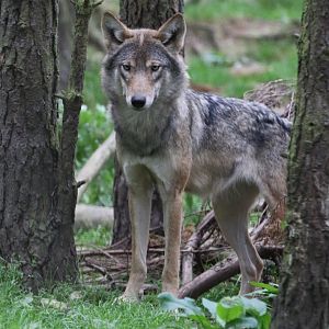 European Grey Wolf