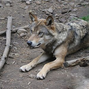 European Grey Wolf