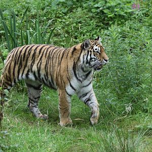 Amur Tiger