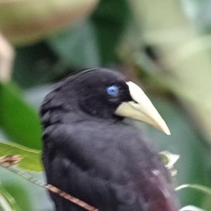 12/08/17 - Crested oropendola
