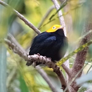12/08/17 - Golden-headed manakin