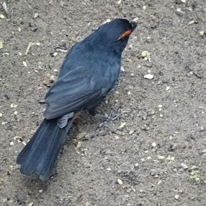 12/08/17 - Greater antillean bullfinch