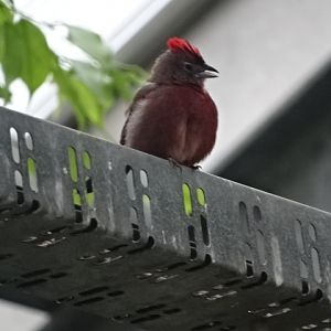 12/08/17 - Red pileated finch