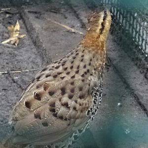 12/08/17 - Mountain bamboo partridge