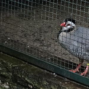 12/08/17 - Arabian partridge