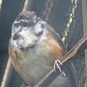 12/08/17 - Lesser necklaced laughingthrush