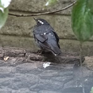 12/08/17 - Siberian thrush