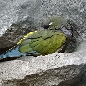 12/08/17 - Lesser patagonian conure