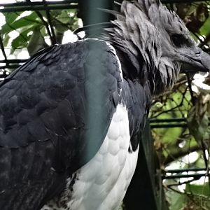 12/08/17 - Harpy eagle