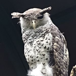 12/08/17 - Sri Lankan spot-bellied eagle-owl