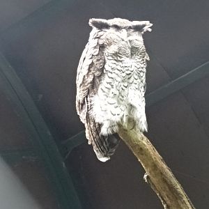 12/08/17 - Barred Eagle-owl