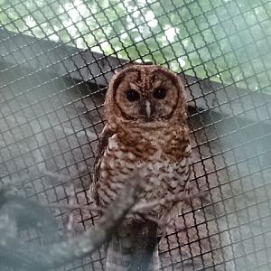 12/08/17 - Rusty-barred owl