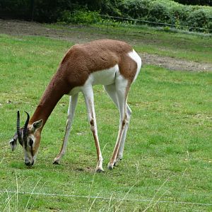 12/08/17 - Mhorr gazelle