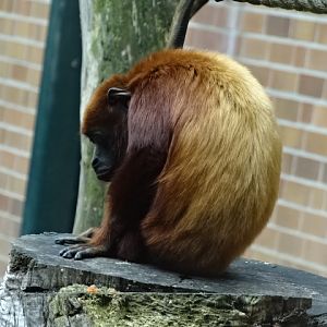 12/08/17 - Venezuelan red howler