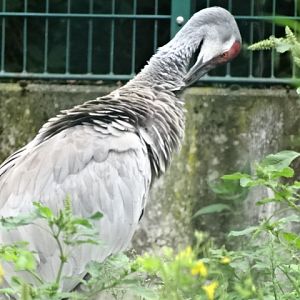 12/08/17 - Greater sandhill crane