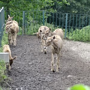 12/08/17 - (Thorold's) White-lipped deer