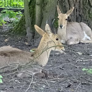 12/08/17 - Southern mountain reedbuck