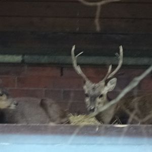 12/08/17 - Bawean deer (?)