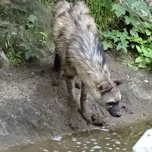 12/08/17 - Eastern aardwolf