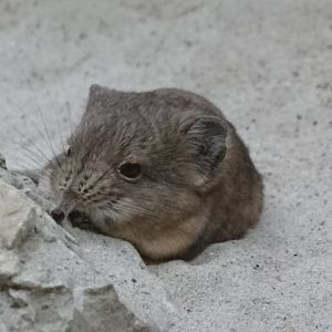 12/08/17 - Short-eared elephant shrew