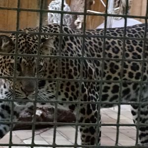 12/08/17 - Javan leopard