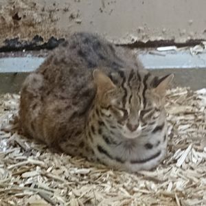 12/08/17 - Palawan leopard cat